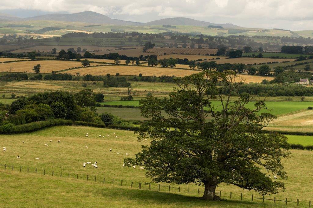 Country Getaway - Tosson Tower Farm Bed and Breakfast Rothbury Buitenkant foto